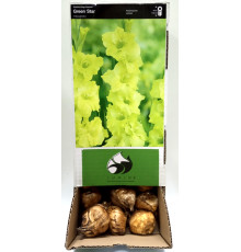 Цибуліні гладіолусів Грін Стар (Green Star) 14/16 (50шт) 1шт