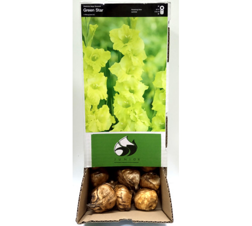 Цибуліні гладіолусів Грін Стар (Green Star) 14/16 (50шт) 1шт