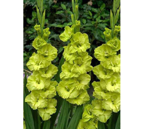 Цибуліні гладіолусів Грін Стар (Green Star) 14/16 (50шт) 1шт