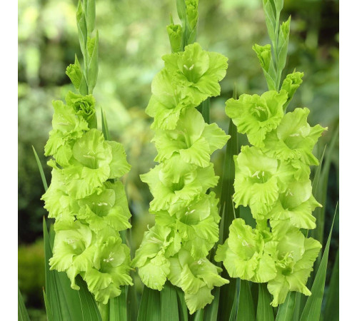 Цибуліні гладіолусів Грін Стар (Green Star) 14/16 (50шт) 1шт