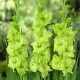 Цибуліні гладіолусів Грін Стар (Green Star) 14/16 (50шт) 1шт