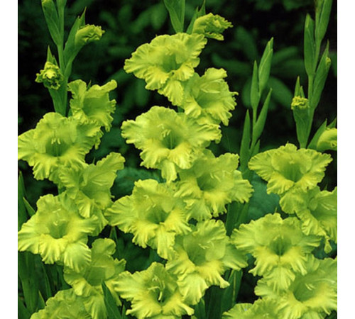 Цибуліні гладіолусів Грін Стар (Green Star) 14/16 (50шт) 1шт
