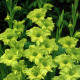 Цибуліні гладіолусів Грін Стар (Green Star) 14/16 (50шт) 1шт