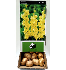 Цибуліні гладіолусів Лімонселле (Limoncelle) 12/14 (50шт) 1шт