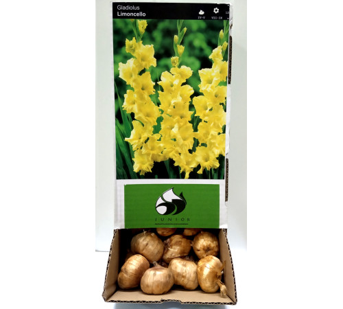 Цибуліні гладіолусів Лімонселле (Limoncelle) 12/14 (50шт) 1шт