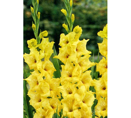 Цибуліні гладіолусів Лімонселле (Limoncelle) 12/14 (50шт) 1шт