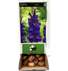 Цибуліні гладіолусів Парпл Флора (Purple Flora) 14/16 (50 шт) 1шт