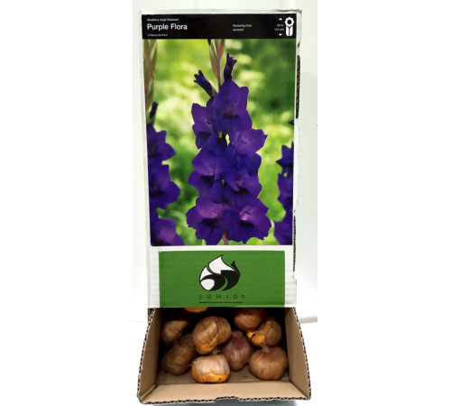 Цибуліні гладіолусів Парпл Флора (Purple Flora) 14/16 (50 шт) 1шт