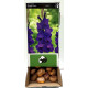 Цибуліні гладіолусів Парпл Флора (Purple Flora) 14/16 (50 шт) 1шт