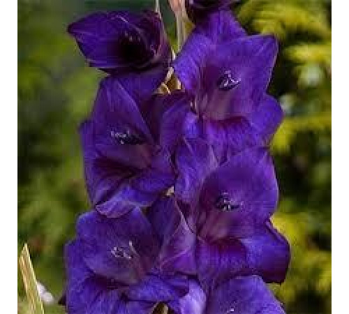 Цибуліні гладіолусів Парпл Флора (Purple Flora) 14/16 (50 шт) 1шт