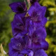 Цибуліні гладіолусів Парпл Флора (Purple Flora) 14/16 (50 шт) 1шт