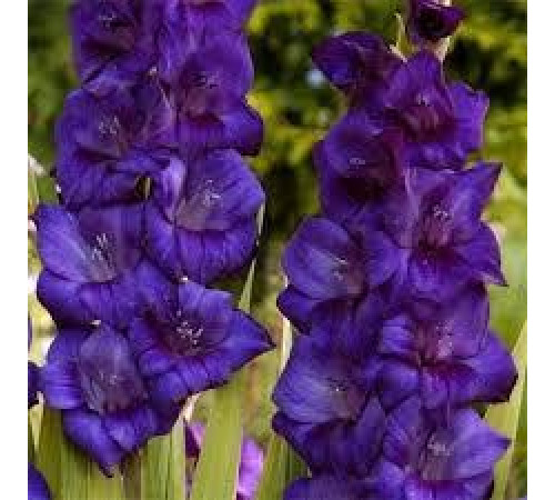 Цибуліні гладіолусів Парпл Флора (Purple Flora) 14/16 (50 шт) 1шт