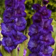Цибуліні гладіолусів Парпл Флора (Purple Flora) 14/16 (50 шт) 1шт