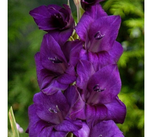 Цибуліні гладіолусів Парпл Флора (Purple Flora) 14/16 (50 шт) 1шт
