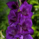 Цибуліні гладіолусів Парпл Флора (Purple Flora) 14/16 (50 шт) 1шт