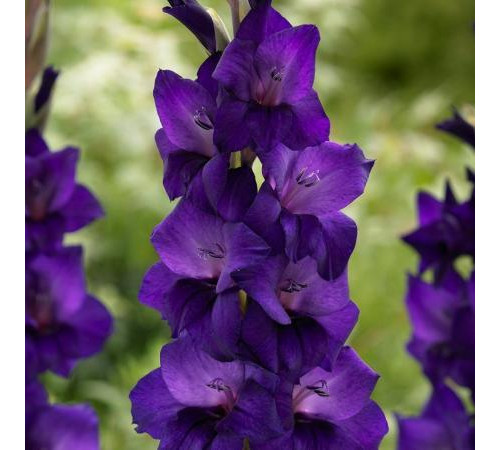 Цибуліні гладіолусів Парпл Флора (Purple Flora) 14/16 (50 шт) 1шт