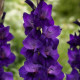 Цибуліні гладіолусів Парпл Флора (Purple Flora) 14/16 (50 шт) 1шт