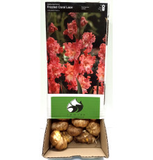 Цибуліні гладіолусів Фризеленд Корал Лейс (Frizzled Coral Lace) (50шт) 1шт