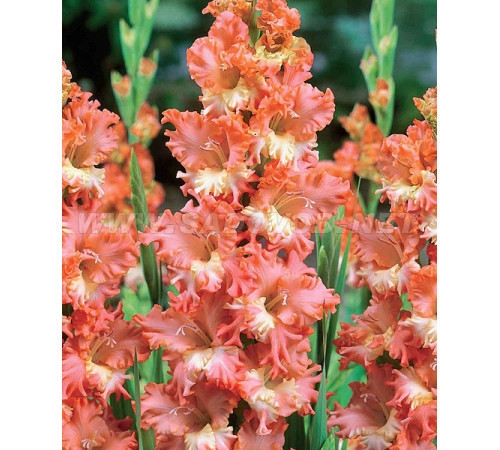 Цибуліні гладіолусів Фризеленд Корал Лейс (Frizzled Coral Lace) (50шт) 1шт