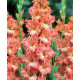 Цибуліні гладіолусів Фризеленд Корал Лейс (Frizzled Coral Lace) (50шт) 1шт