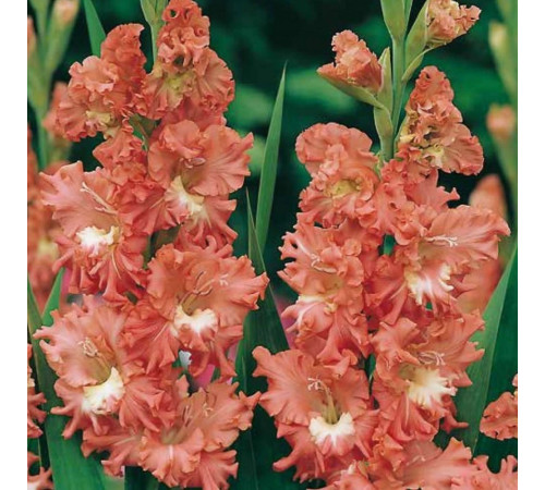 Цибуліні гладіолусів Фризеленд Корал Лейс (Frizzled Coral Lace) (50шт) 1шт