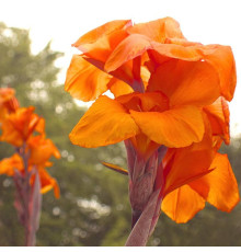 Цибуліні Канна Оранж Б'юті (Orange Beauty) (10шт) 1шт