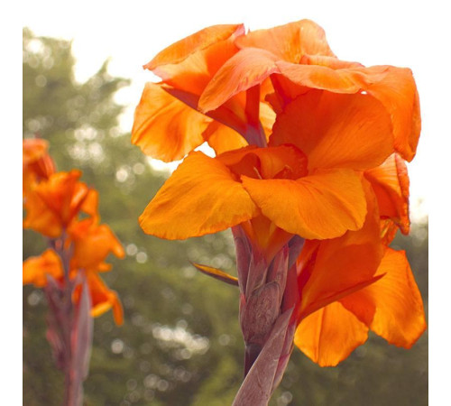 Цибуліні Канна Оранж Б'юті (Orange Beauty) (10шт) 1шт