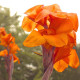 Цибуліні Канна Оранж Б'юті (Orange Beauty) (10шт) 1шт