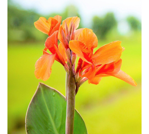 Цибуліні Канна Оранж Б'юті (Orange Beauty) (10шт) 1шт