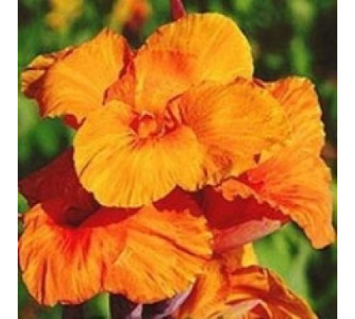 Цибуліні Канна Оранж Б'юті (Orange Beauty) (10шт) 1шт