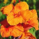 Цибуліні Канна Оранж Б'юті (Orange Beauty) (10шт) 1шт
