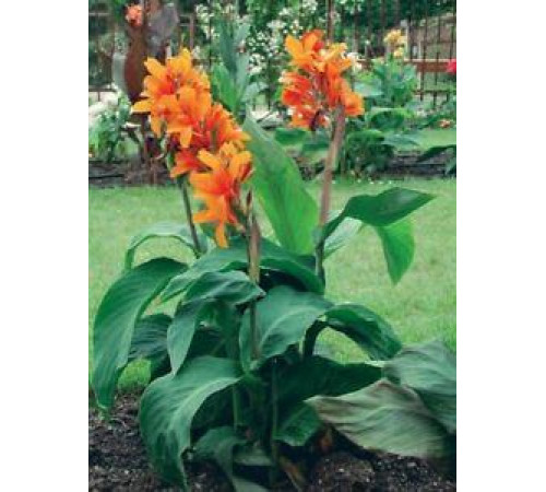 Цибуліні Канна Оранж Б'юті (Orange Beauty) (10шт) 1шт