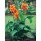 Цибуліні Канна Оранж Б'юті (Orange Beauty) (10шт) 1шт