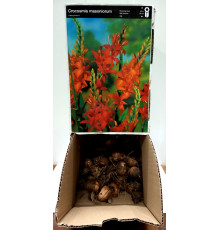 Цибуліні Крокосмія Масонарум (Masonarum) (100 шт) 1шт