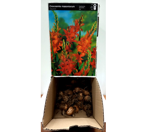 Цибуліні Крокосмія Масонарум (Masonarum) (100 шт) 1шт