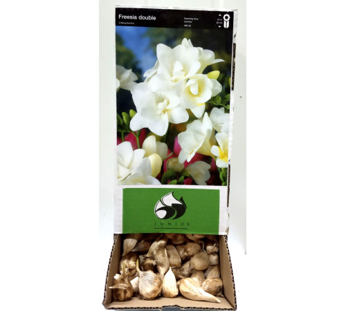 Цибуліні Фрезія Дабл Вайт (Double White) (100шт) 1шт