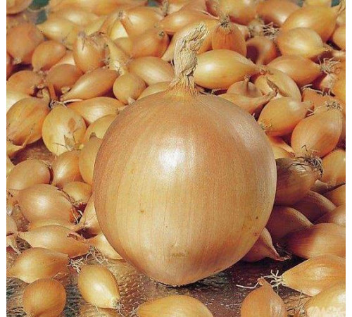 Лук саджанка Песо 10кг СІТКА Голландія