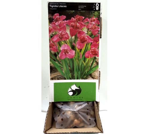 Тигридія Pink Box (Пінк Бокс) (100шт) 1шт