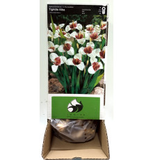 Тигридія White Box (Вайт Бокс) (100шт) 1шт