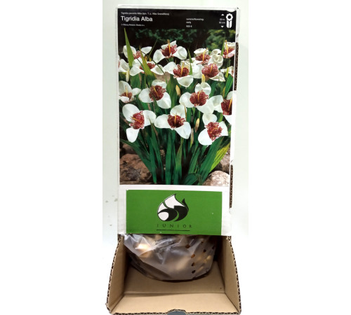 Тигридія White Box (Вайт Бокс) (100шт) 1шт