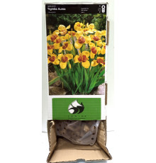 Тигридія Yelow Box (Еллоу Бокс) (100шт) 1шт