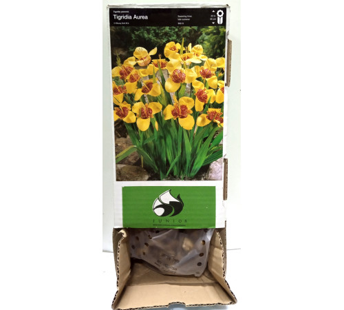 Тигридія Yelow Box (Еллоу Бокс) (100шт) 1шт