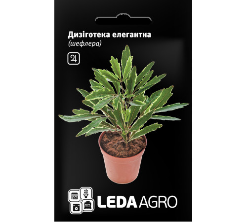 ТМ LEDAAGRO Дізіготека (шеффлера) Елегантна 5шт