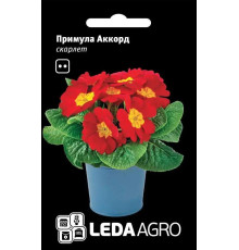 ТМ LEDAAGRO Примула Аккорд F1 скарлет 10шт