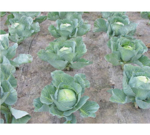 Біотканіни з овечки овець 1,5*2м Wooliny Garden Польща