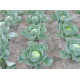 Біотканіни з овечки овець 1,5*2м Wooliny Garden Польща