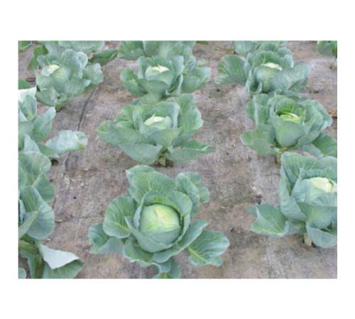 Біотканини з вовни овець 1,5*2м Wooliny Garden Польща