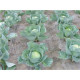 Біотканини з вовни овець 1,5*2м Wooliny Garden Польща