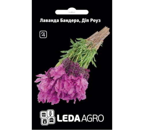 ТМ LEDAAGRO Лаванда Бандера Діп роуз 5шт