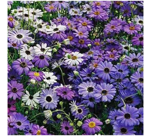 ТМ GLSEEDS Брахікома Палермо 0,2г
